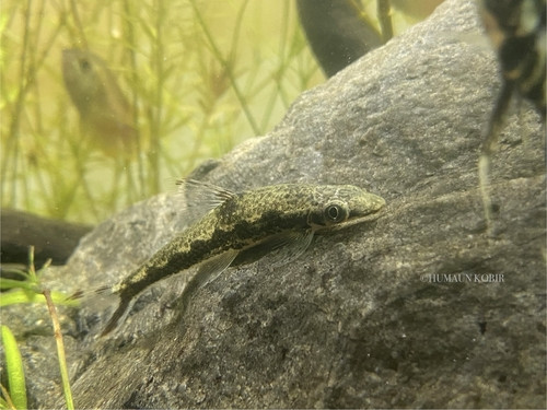 Psilorhynchus sucatio