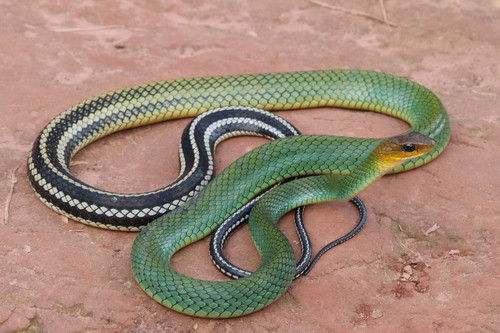 Ptyas nigromarginata