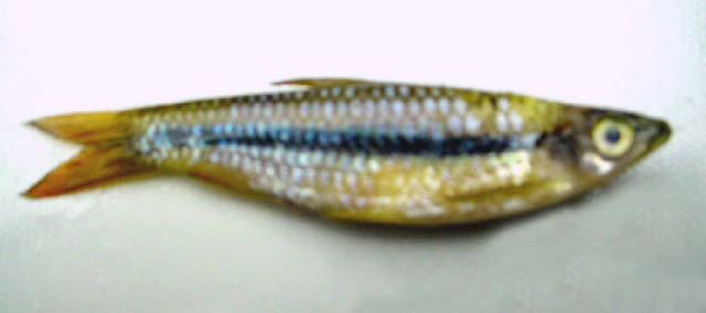 Rasbora daniconius