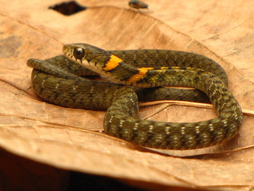 Rhabdophis himalayanus