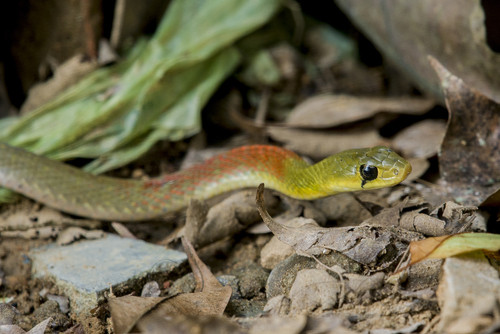Rhabdophis subminiatus