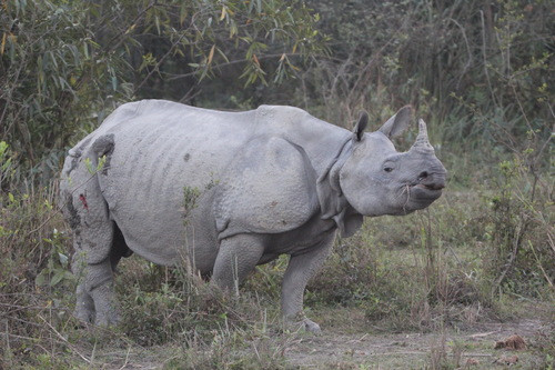 Rhinoceros unicornis