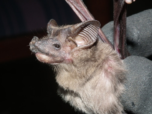 Rhinopoma hardwickii