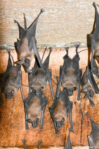 Rhinopoma microphyllum