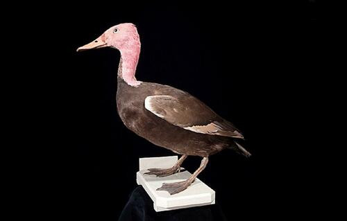 Rhodonessa caryophyllacea