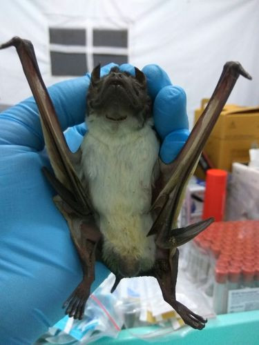 Saccolaimus saccolaimus