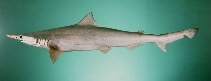 Scoliodon laticaudus