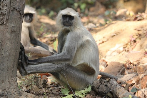 Semnopithecus entellus