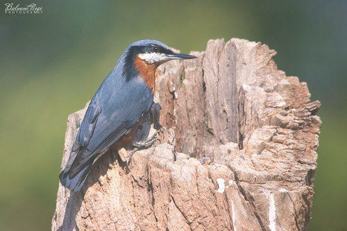 Sitta cinnamoventris