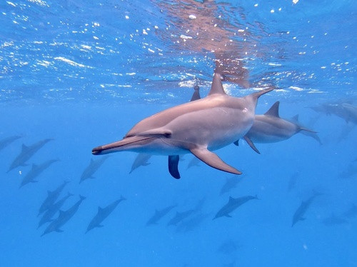 Stenella longirostris