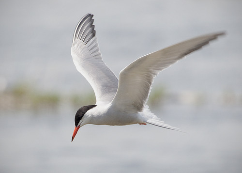 Sterna hirundo