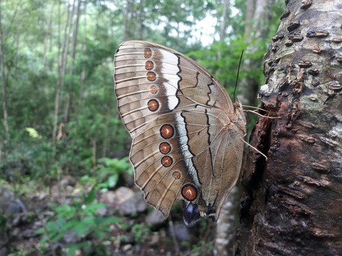 Stichophthalma camadeva