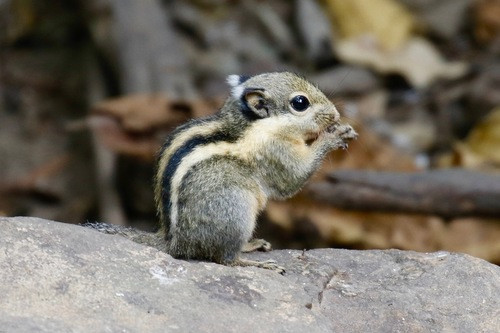 Tamiops macclellandi