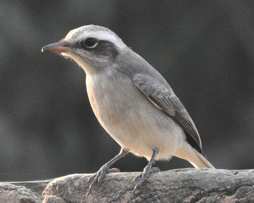 Tephrodornis pondicerianus