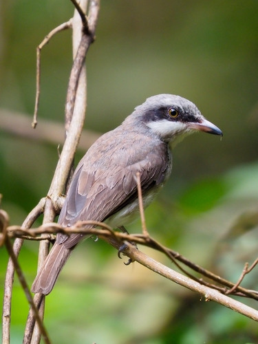 Tephrodornis virgatus