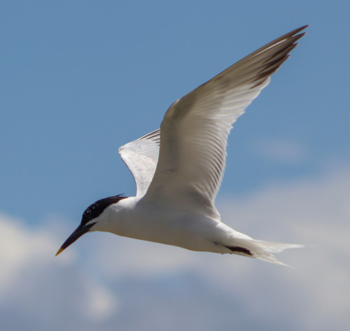 Thalasseus sandvicensis