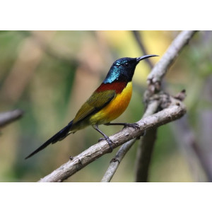 Aethopyga nipalensis