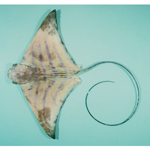 Aetomylaeus nichofii