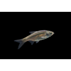 Amblypharyngodon microlepis