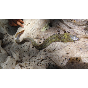 Anguilla bengalensis bengalensis