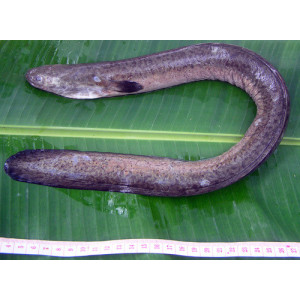 Anguilla celebesensis