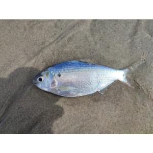 Anodontostoma chacunda