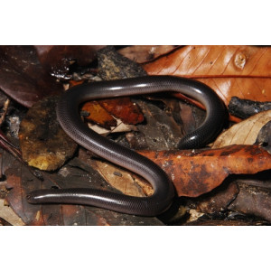 Argyrophis diardii