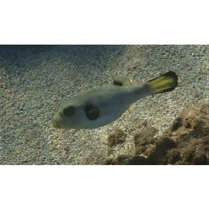 Arothron immaculatus