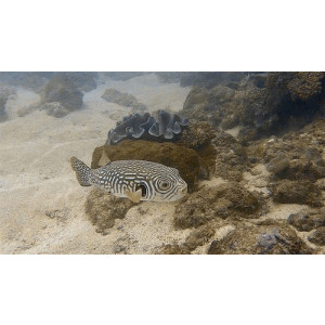 Arothron reticularis