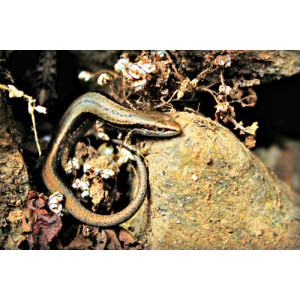 Asymblepharus sikkimensis