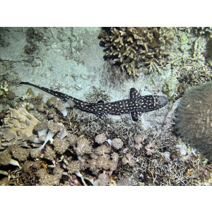 Atelomycterus marmoratus