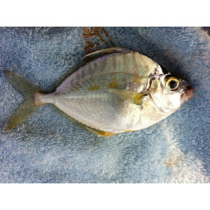 Aurigequula fasciatus