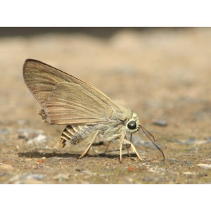 Badamia exclamationis