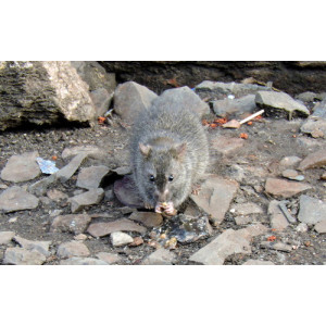Bandicota bengalensis