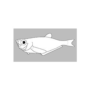 Bathyclupea malayana