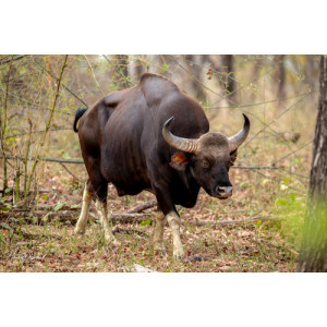 Bos gaurus