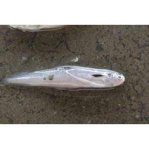 Bregmaceros mcclellandi