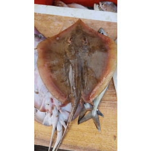 Brevitrygon imbricata