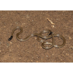 Calliophis melanurus