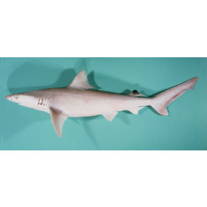 Carcharhinus dussumieri