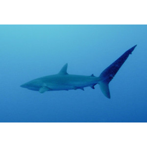 Carcharhinus falciformis