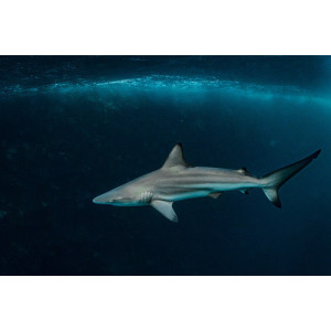 Carcharhinus limbatus