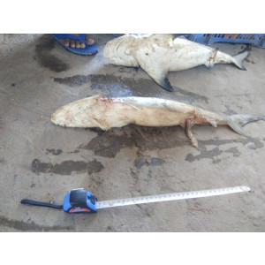 Carcharhinus macloti