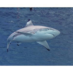 Carcharhinus melanopterus