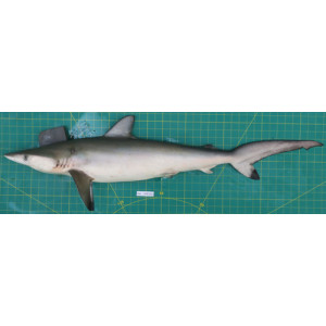 Carcharhinus sorrah