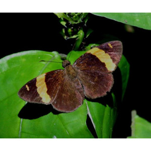 Celaenorrhinus aurivittata