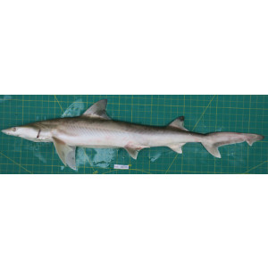 Chaenogaleus macrostoma