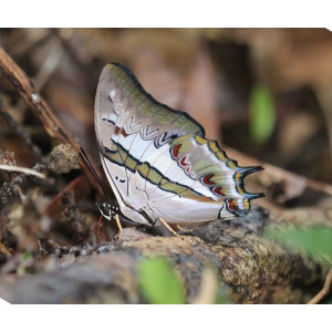 Charaxes (Polyura) schreiber