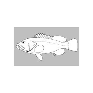 Chelidoperca margaritifera