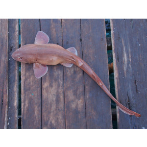 Chiloscyllium griseum